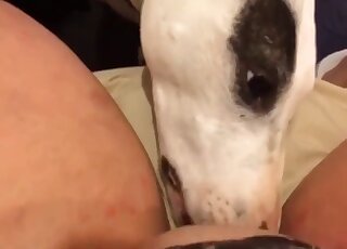 White dog licks her wide-opened wet vagina
