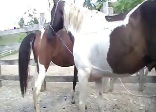 Cute horses fuck in the doggy style pose as they love