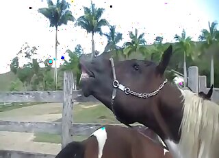 Cute horses fuck in the doggy style pose as they love