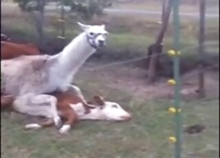 Farm animals are just having fun on cam