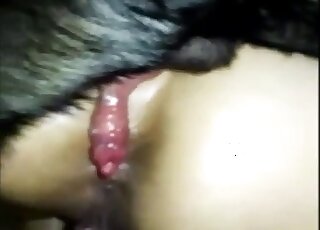 Awesome anal sex action with a black dog