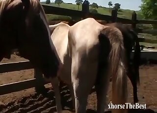 Farm horses have impressive sex in the doggy style