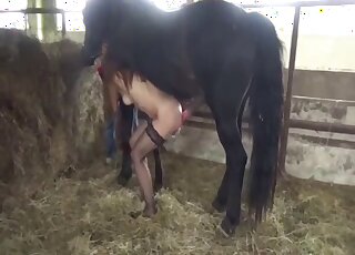 Awesome farm bestiality XXX with a pretty big stallion