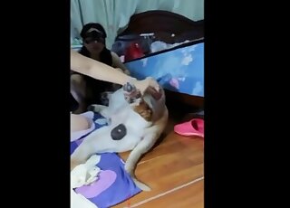Masked angel is enjoying intensive dog bestiality