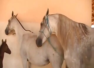 Two nice horses have beautiful bestiality XXX