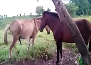 Two brown farm horses fuck in the doggy style pose