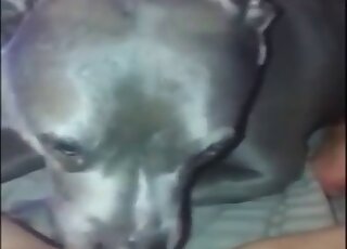 Dog licks my wide-opened wet vagina in POV angle