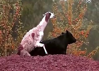 Cute lama and another wild animal spotted having sex