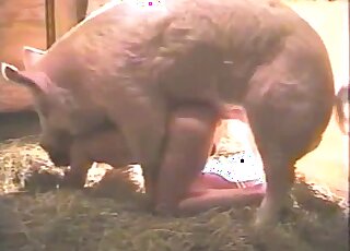 Pig fucks a sexy lady on all fours in the barn