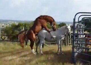 Animal sex fun com video starring two hot horses