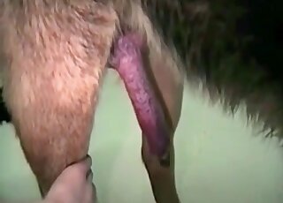 POV dog cock handjob in a free animal sex porn vid