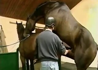 Horses are about to fuck each other in a hot vid