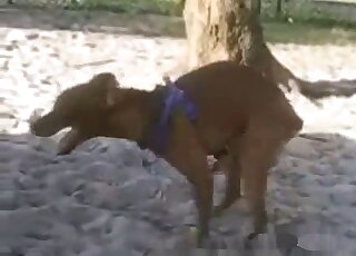 Outdoor fun video with several horny dogs