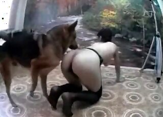 Trained German mutt is giving a pussy eating
