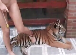 Tiger with a huge cock wants to fuck bitches