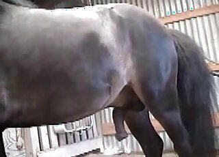 Trained steed screwing her wet anal from behind