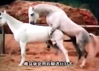 Horse fuck compilation with all the highlights