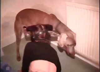 Inconceivably quick human-on-animal fucking