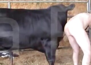 Black bull showing its goodies in a hot video