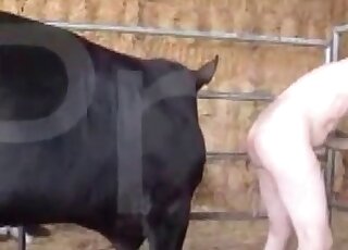 Black bull showing its goodies in a hot video