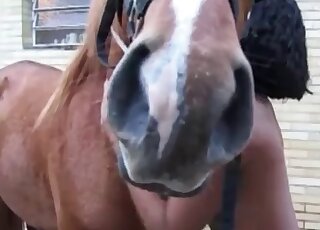 Blowjob video featuring a huge horse penis
