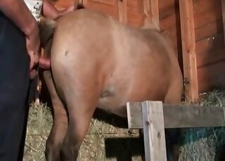 Amazing butt-centric sex with a prepared pony