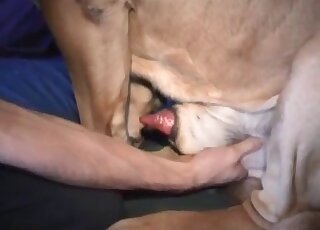 Pleasuring sexy dog nuts while teasing the beast