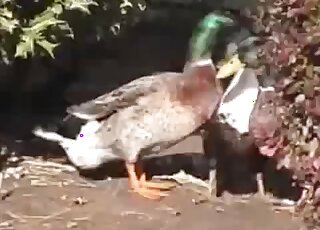 Ducks take sexual assault very seriously tbf