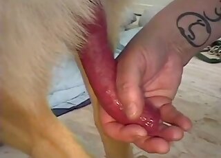 Unusual canines flaunting their penises on cam