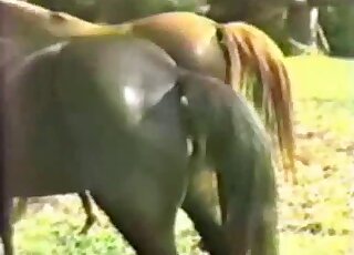 Impressive zoophilic scene with a sexy stallion