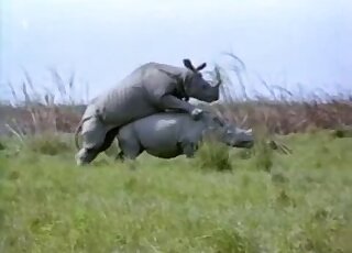 Monstrous rhinos fuck in a doggystyle position