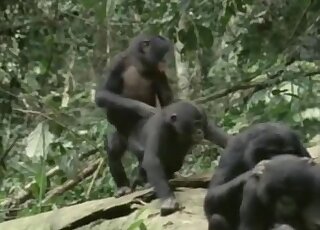 Apes featured in a fucked-up zoo porno movie