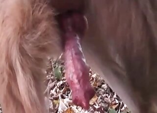 Awesome dog penis pleasured in a kinky video
