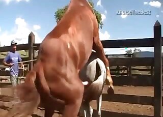 Horse fucked a nice slutty small pony from behind