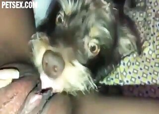 The sensual pup is licking her little wet vagina