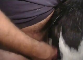 Guy with a big belly fucking a mare's hot pussy