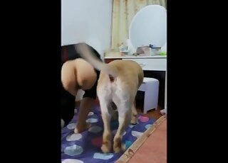 Vertical porn movie with bestiality going on in HD