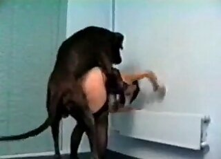 Brunette in a sexy lingerie fucking a dog