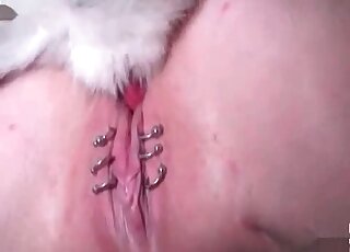 Pierced pussy fucked by a white dog