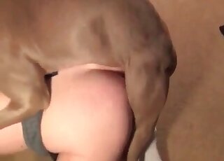 Horny dog fucking the owner