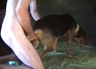 Fucking my doggy's tight anal hole from behind on cam