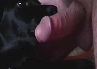 My lovely doggy likes my hard penis