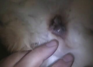 Just me stimulating a tight anal hole of a doggy