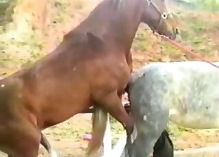 Gorgeous horses fuck in the doggy style on the cam
