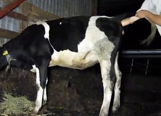 Dude fucks his sexy cow from behind