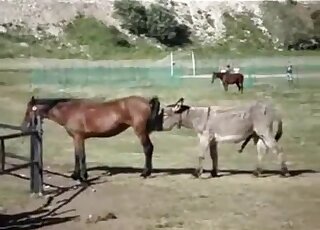 Good horse gets screwed in the doggy style pose