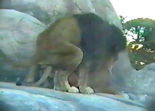 Very muscled lion bangs a sexy lioness