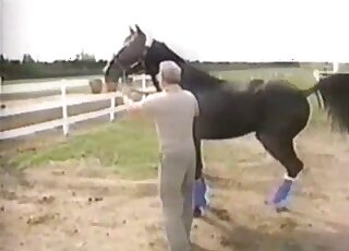Good horses are kissing and fucking on the camera