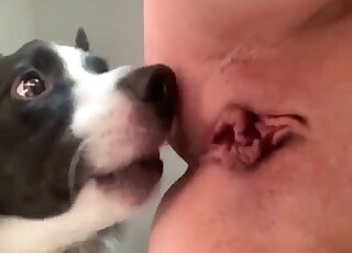 Sweet anal action with a dog in the ass to ass pose