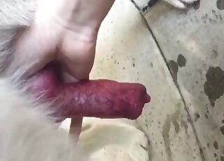 Playing with a tight doggy dick with pleasure